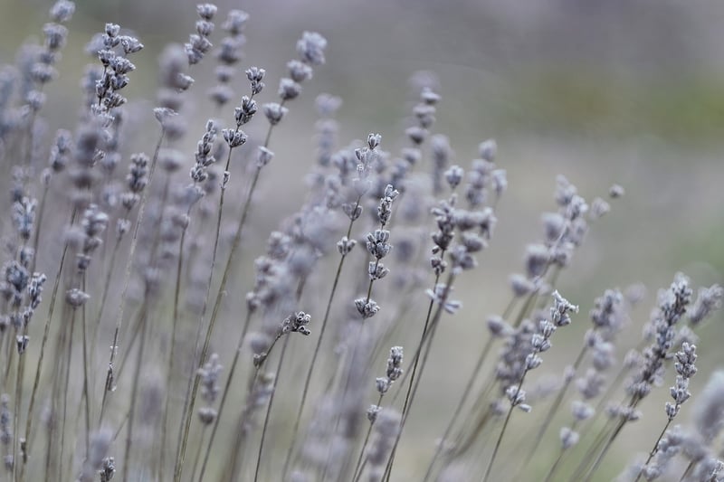 Aromatherapy Oils